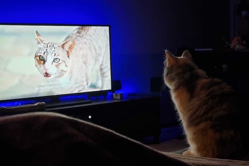 'Inside the Mind of a Cat' Netflix Documentary Review 2026: Pros & Cons
