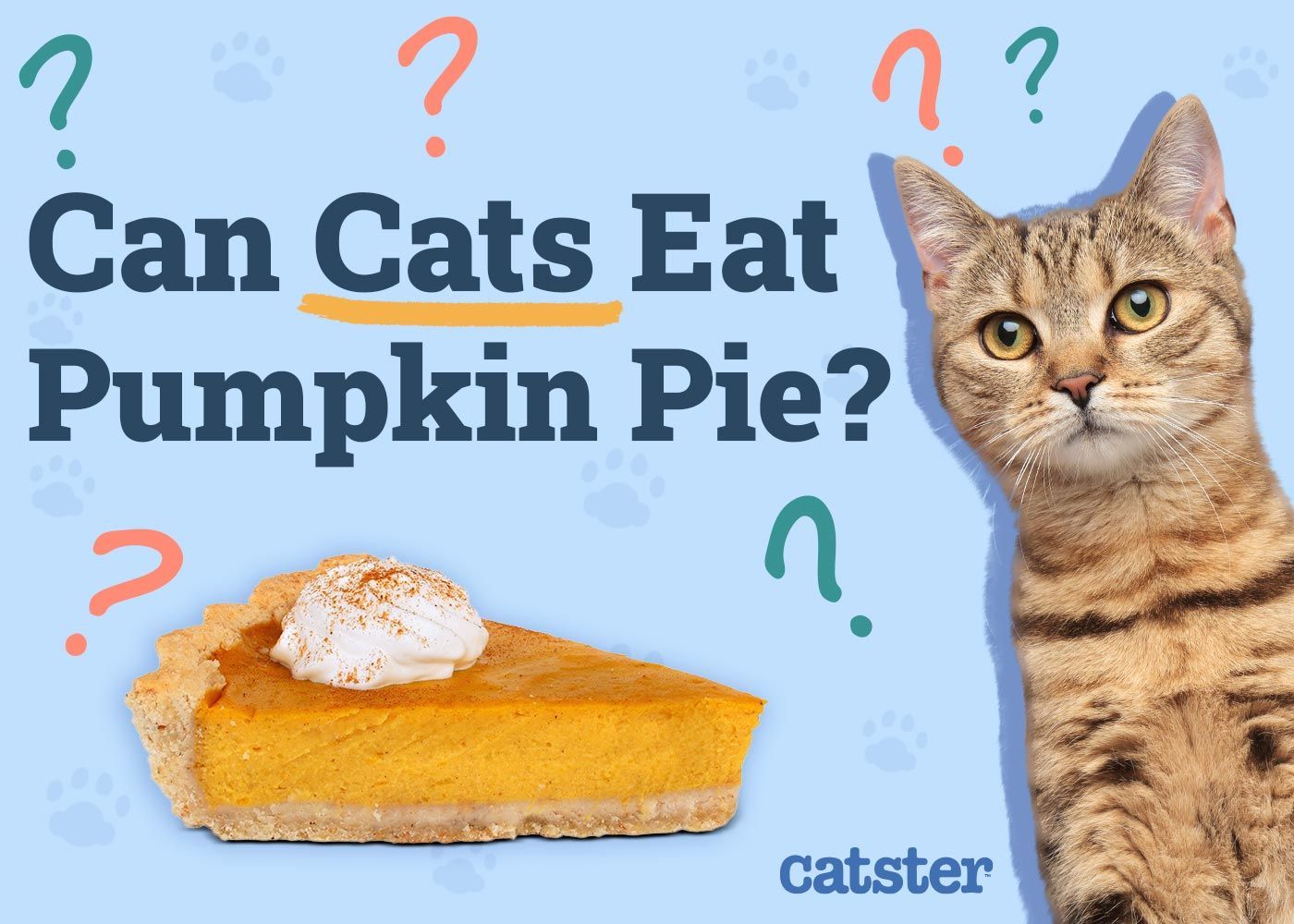 Can Cats Eat Pumpkin Pie