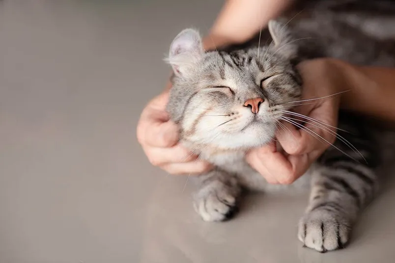 person petting a cat