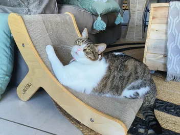 11 Valentine’s Day Gifts for Cat Lovers: 2026 Guide