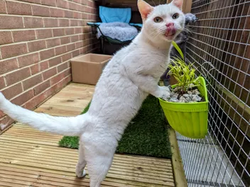 The Cat Grass Conundrum: Clutch's Fetish For Foliage