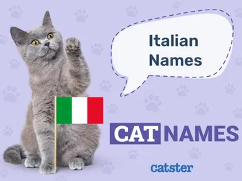 100+ Italian Cat Names: Ideas for Exciting & Gorgeous Cats