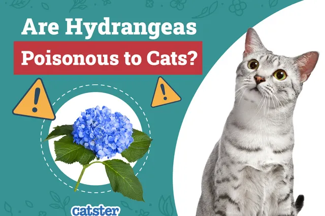 Are Hydrangeas Poisonous to Cats? Common Houseplants Examined
