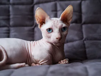 Bambino Cat Breed: Info, Pictures, Temperament & Traits