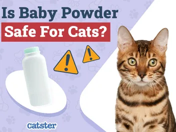Is Baby Powder Safe for a Cat? What You Need to Know! Vet-Approved Safety Info