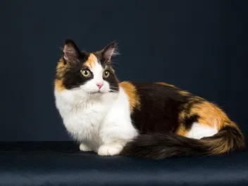 Calico Munchkin Cat: Info, Pictures, Facts & History