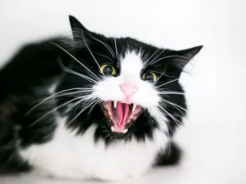 Do You Have an Aggressive Cat? Vet-Reviewed Triggers and Management