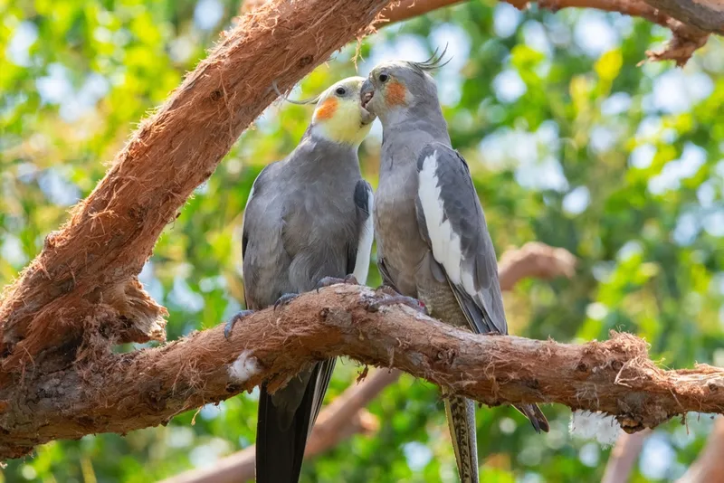 pair of cockatiel parrots perched on a tree branch