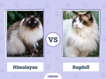Himalayan Cat vs Ragdoll Cat: Vet-Verified Key Differences (With Pictures)