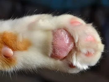 Why Are My Cat’s Paws Peeling? Vet Answers