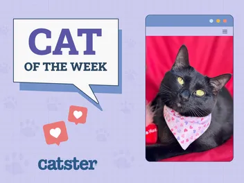 Catster Photo Contest: Cats of the Week Winners (December 4, 2025)