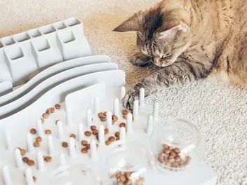 6 Cat Brain Games That Will Enrich Their Life: Vet Approved Picks