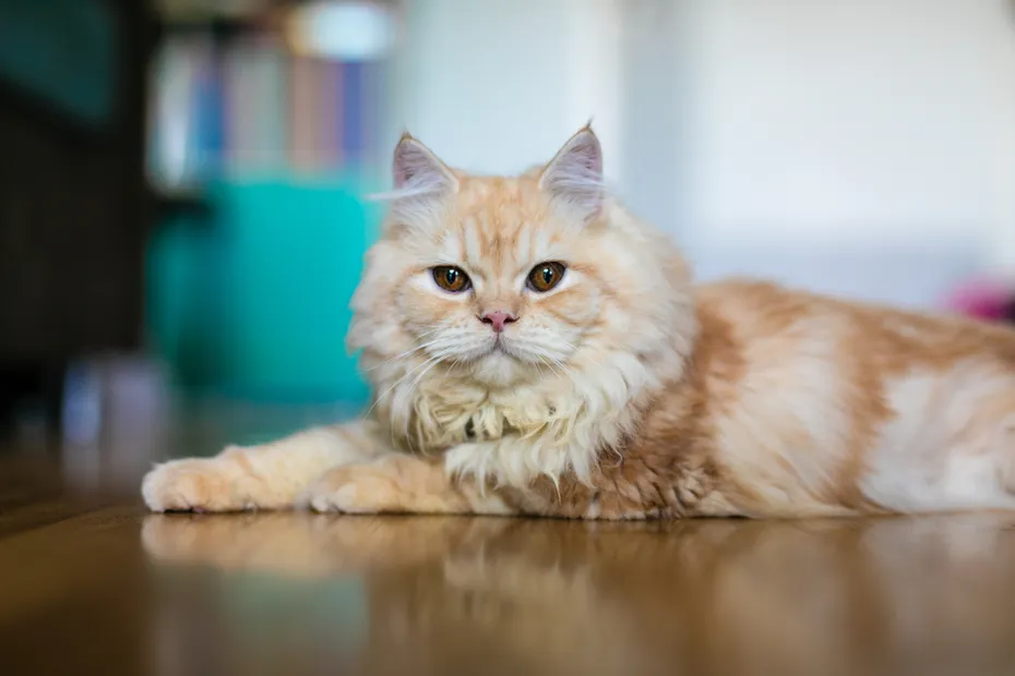 Adorable cute ginger doll face persian cat lying on the floor in home