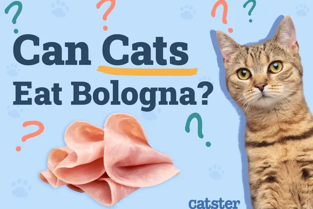 Can Cats Eat Bologna? Vet-Verified Nutrition Facts & Risks