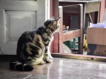Why Is My Cat Not Eating After Our Move? Vet-Reviewed Stressors