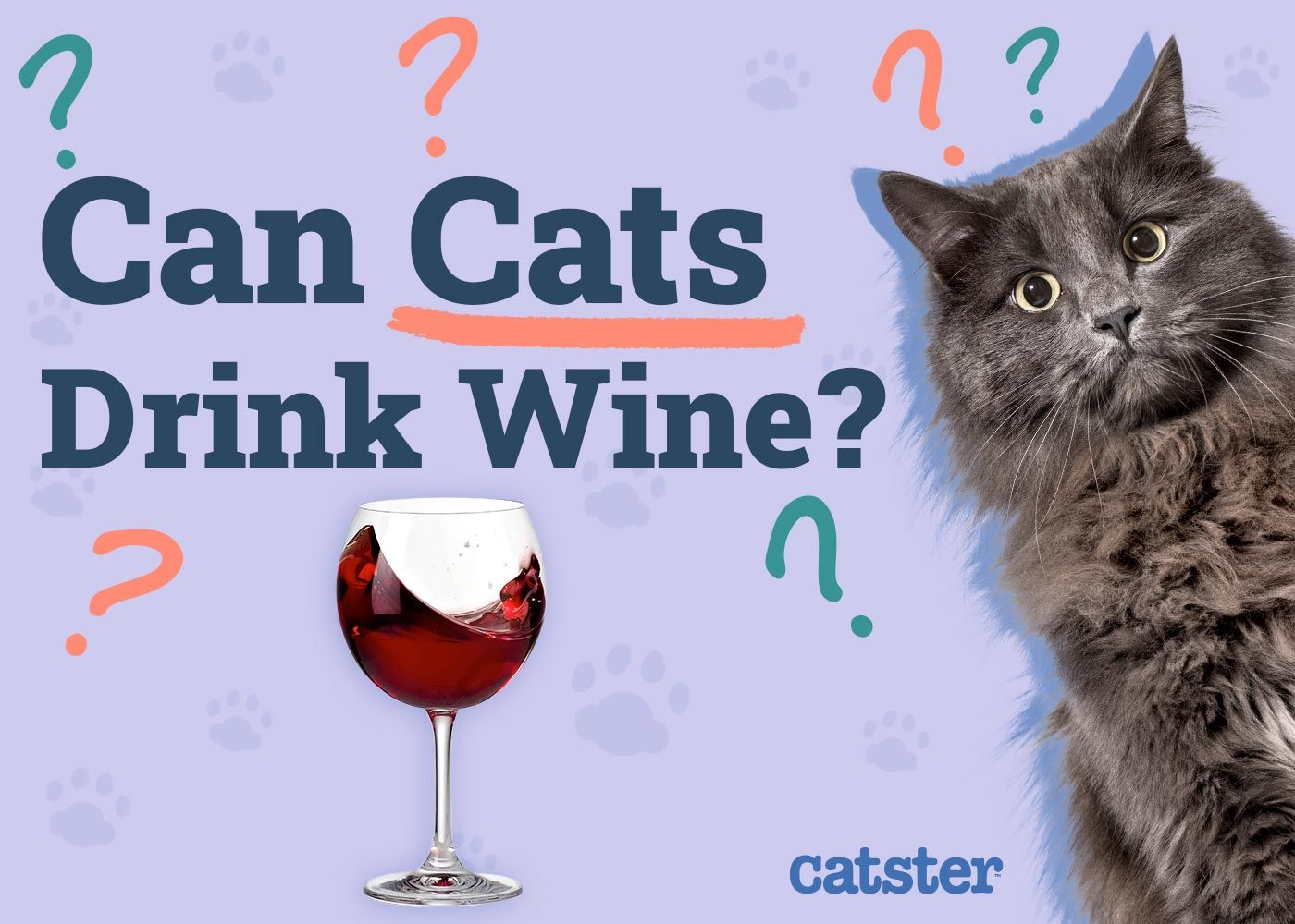 Can Cats Drink Wine