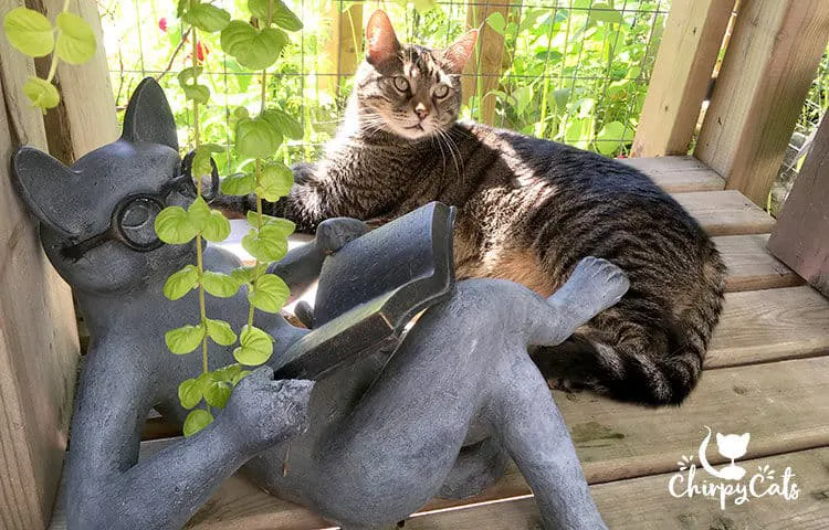 DIY Cat Patio
