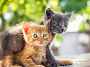 Should I Get Two Cats from the Same Litter? Vet-Verified Facts, Benefits & Drawbacks