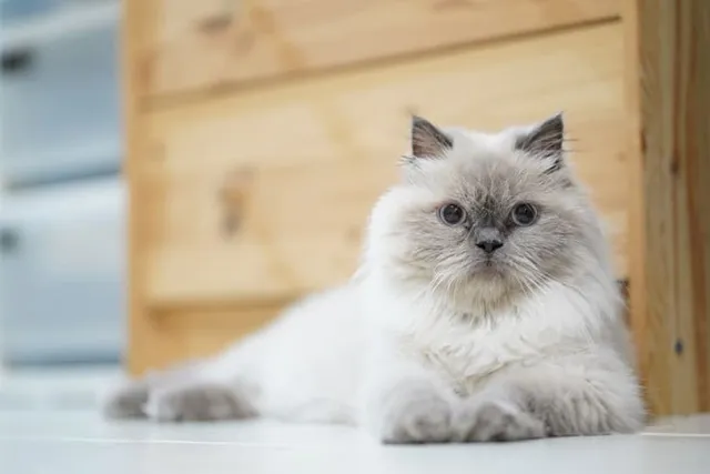 Are Himalayan Cats Hypoallergenic? Vet-Verified Breed Facts & Allergy Tips