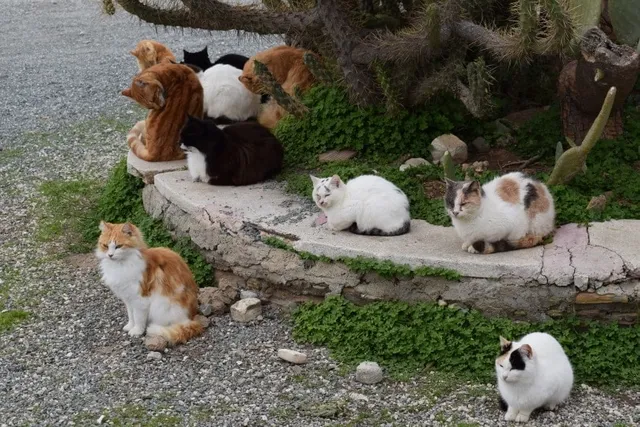 Is It True That All Cats Have Tails? Vet-Reviewed Facts