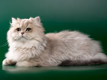 Chinchilla Cat: Info, Pictures, Care & Traits