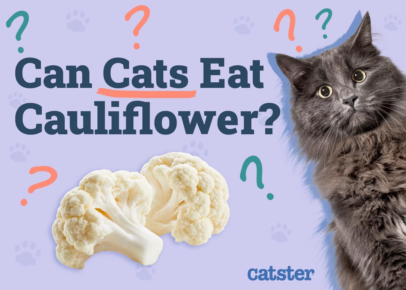 Can Cats Eat Cauliflower