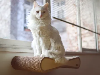 How Much Do Turkish Angora Cost In 2026? Complete Price Guide