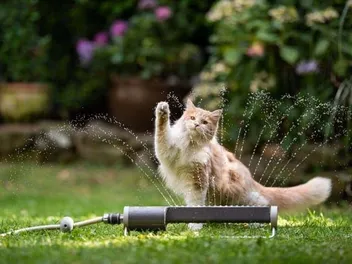 Why Is My Cat So Hyper All of a Sudden: 8 Possible Reasons (Vet Reviewed)