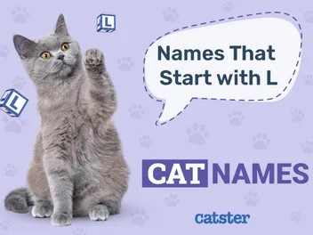 Most Popular Cat Names That Start With L for Your Lovely Pet