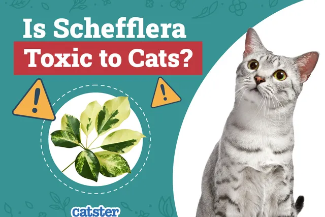 Is Schefflera Toxic to Cats? Vet-Verified Facts & Safety Guide