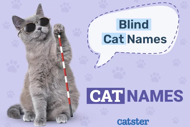 Blind Cat Names: 170 Great Ideas for Your Amazing Pet