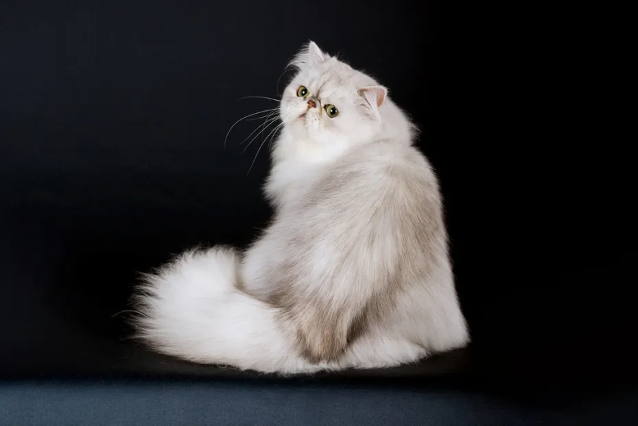 persian cat looking back