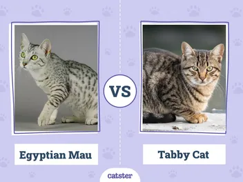 Egyptian Mau vs. Tabby Cat: The Differences (With Pictures)