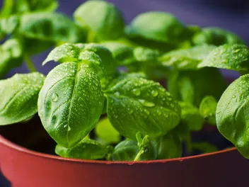 16 Herbs for Cats That Improve Health & Are Feline Friendly (Vet Answer)
