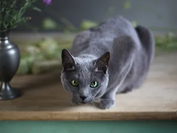 Is It True That All Russian Blue Cats Have Green Eyes? Vet-Verified Facts & FAQ