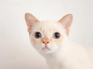 Water on the Brain (Hydrocephalus) in Cats: Causes, Signs & Treatment (Vet Answer)