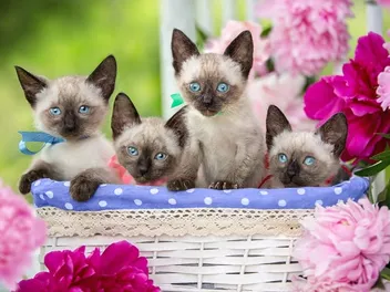 Siamese Kittens for Sale in Missouri: Breeders List 2026
