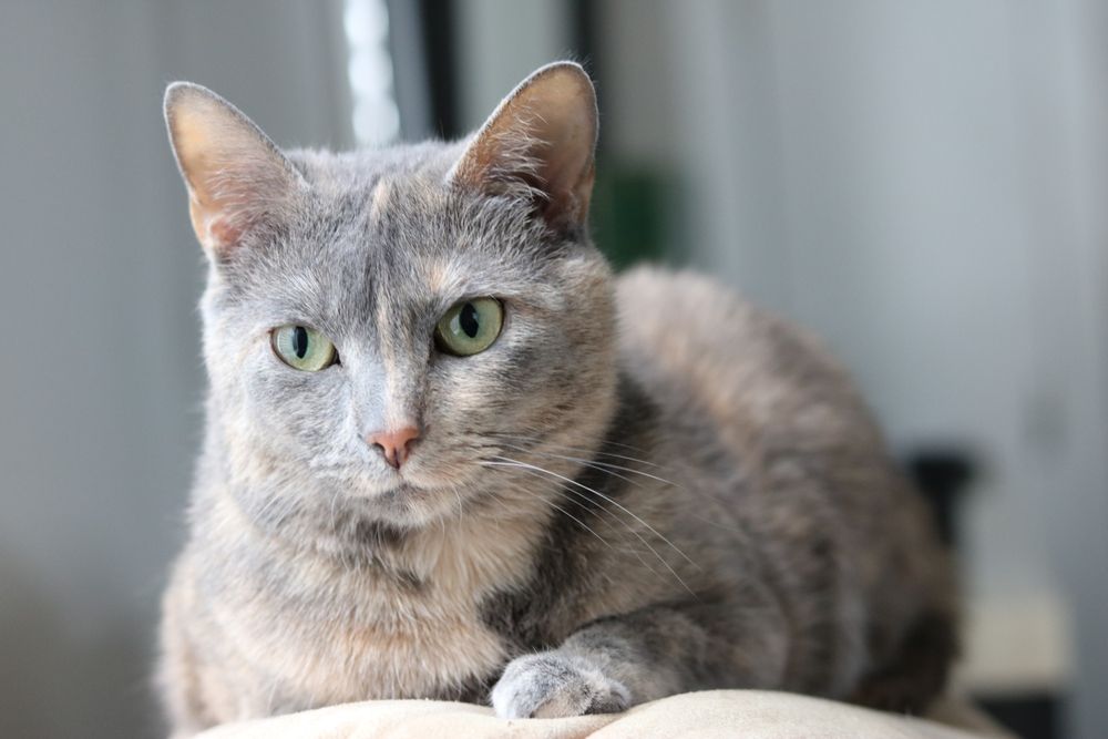 Diluted Tortie laying on a pillow indoors