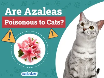 Are Azaleas Poisonous to Cats? Vet-Reviewed Houseplants Examined