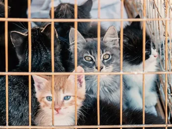 What Is a Kitten Mill? How They Work, Where They Exist & FAQ
