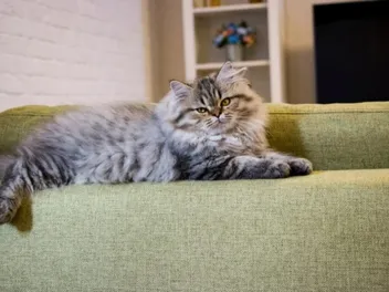 How to Tell if Your Cat Has a Double Coat: 4 Vet-Approved Tips to Help You Know
