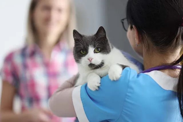 9 Most Common Illnesses & Diseases in Cats: Our Vet Answers