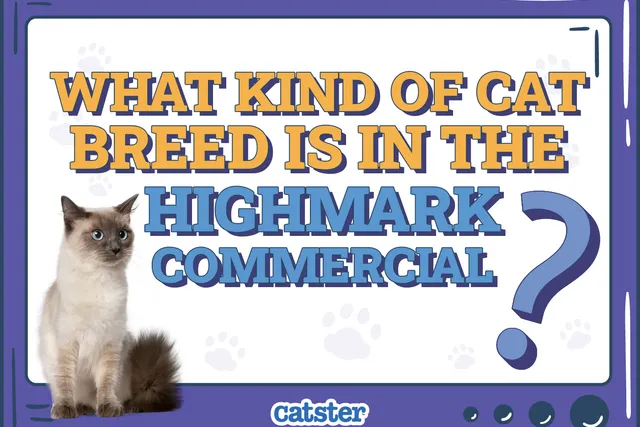 What Kind of Cat Breed Is In the Highmark Commercial? Famous Cats Presented