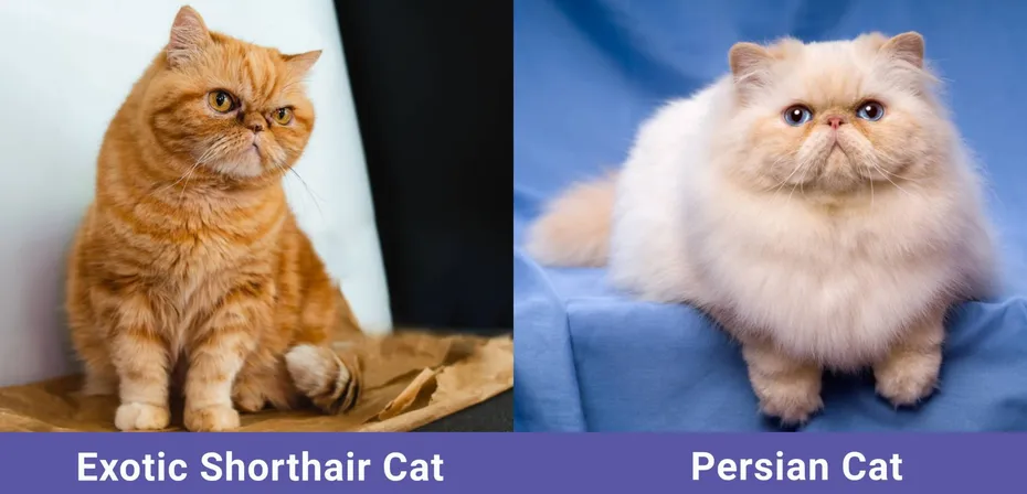 side by side Exotic Shorthair Cat VS Persian Cat