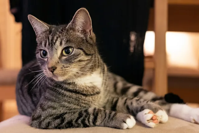 10 Fascinating Facts About Mackerel Tabby Cats (Vet-Verified)