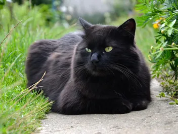 Chantilly-Tiffany Cat Breed: Info, Pictures & Traits