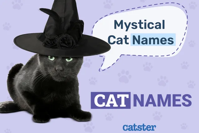 250+ Mystical & Magical Cat Names for Supernatural Felines