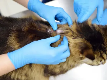 My Cat Has a Lump on Their Back Near The Spine, Is It Dangerous? Vet Approved Advice
