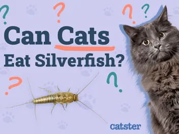 Can Cats Eat Silverfish? Vet-Reviewed Health Facts & FAQ