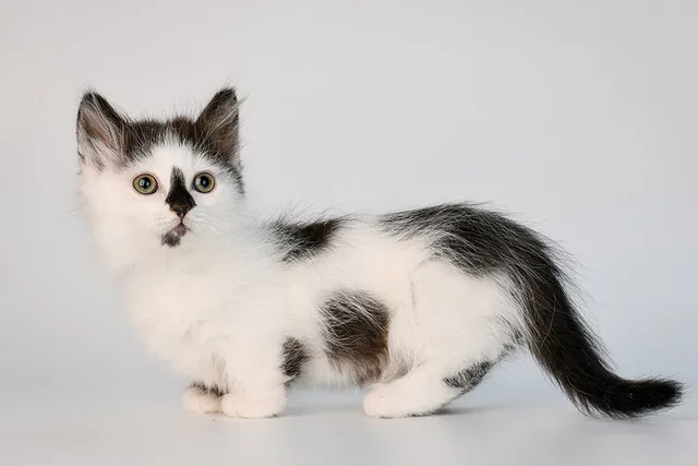 10 Munchkin Cat Facts: Origin, Appearance & More